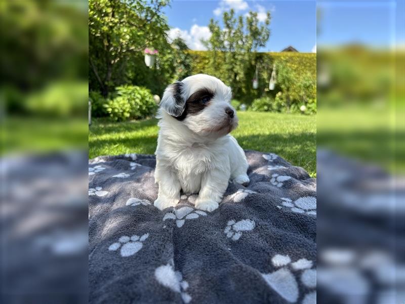 Havaneser Shih-Tzu Mix Welpen suchen ein Zuhause!