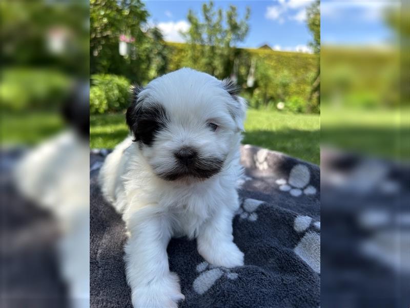 Havaneser Shih-Tzu Mix Welpen suchen ein Zuhause!