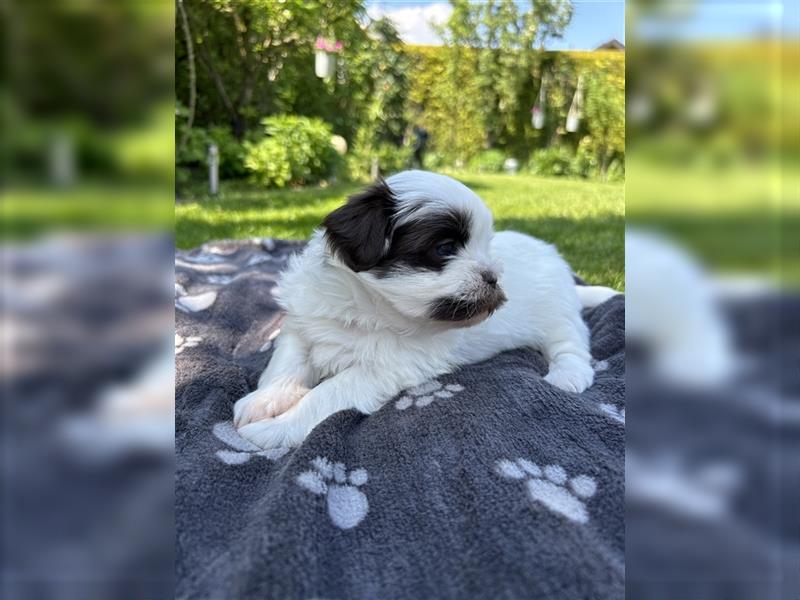 Havaneser Shih-Tzu Mix Welpen suchen ein Zuhause!