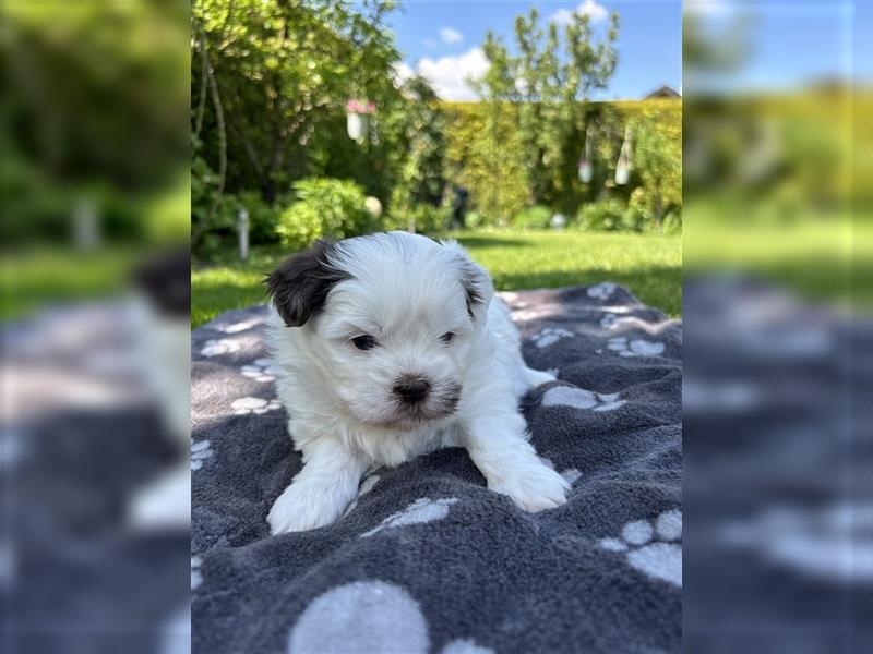 Havaneser Shih-Tzu Mix Welpen suchen ein Zuhause!