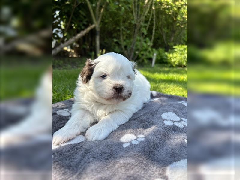 Havaneser Shih-Tzu Mix Welpen suchen ein Zuhause!