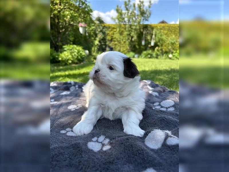 Havaneser Shih-Tzu Mix Welpen suchen ein Zuhause!