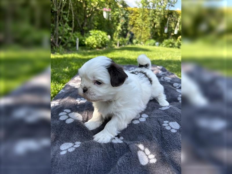 Havaneser Shih-Tzu Mix Welpen suchen ein Zuhause!