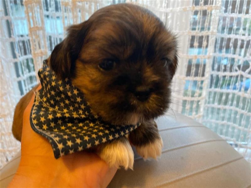 Shih Tzu Welpen suchen ihre Familie