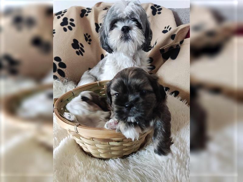 Shih Tzu Welpen suchen ihre Familie