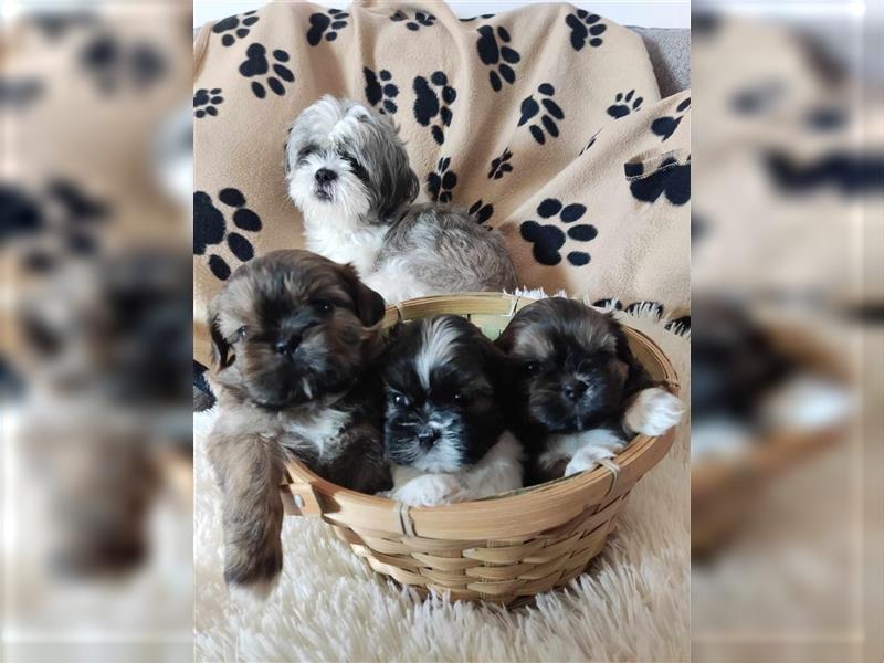 Shih Tzu Welpen suchen ihre Familie