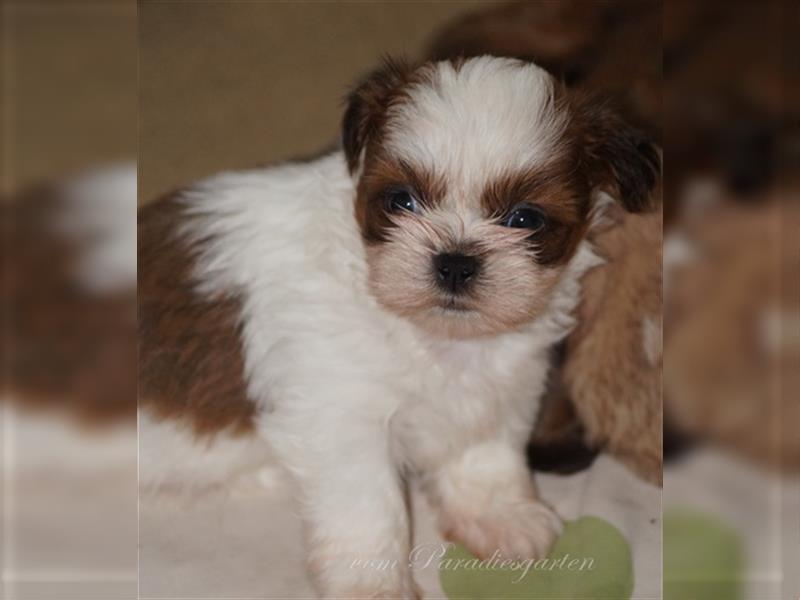 Shih Tzu Welpen