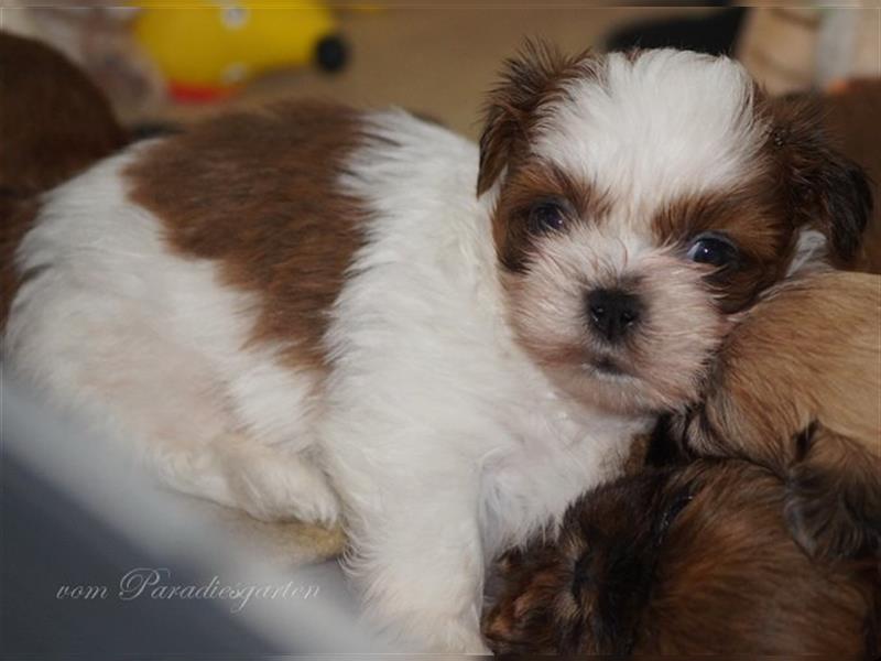 Shih Tzu Welpen