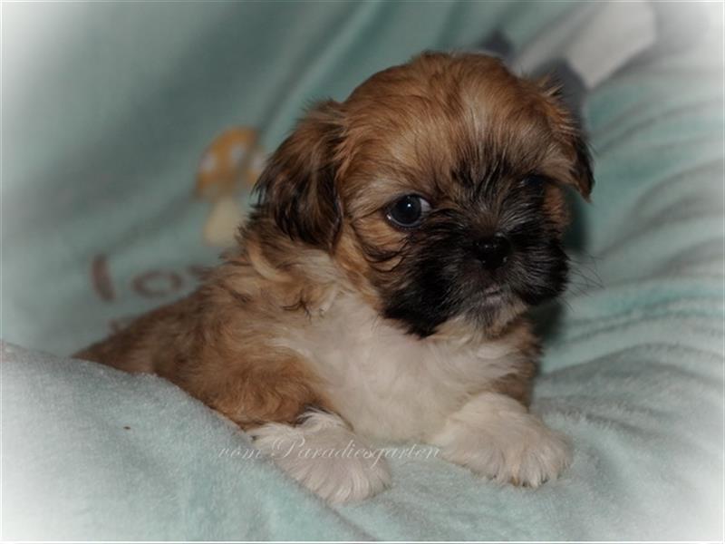 Shih Tzu Welpen