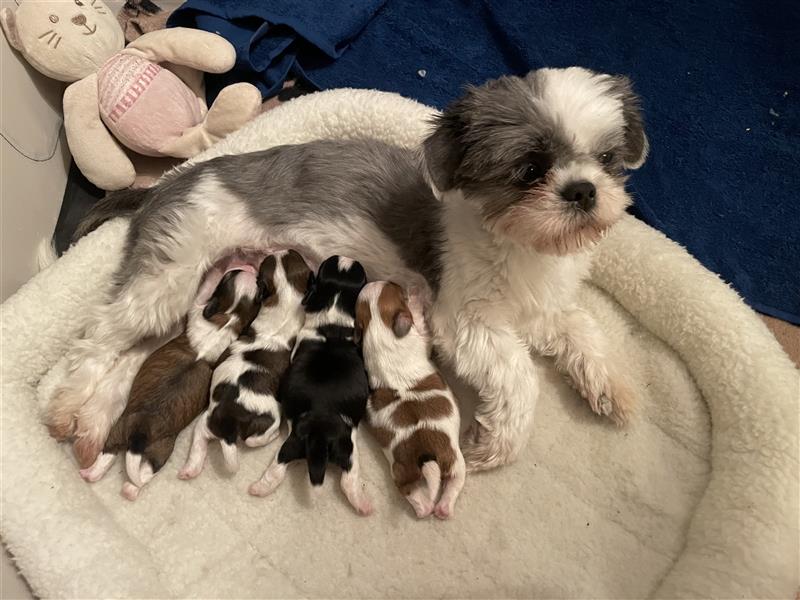 Shih-tzu Welpen 3 farbig