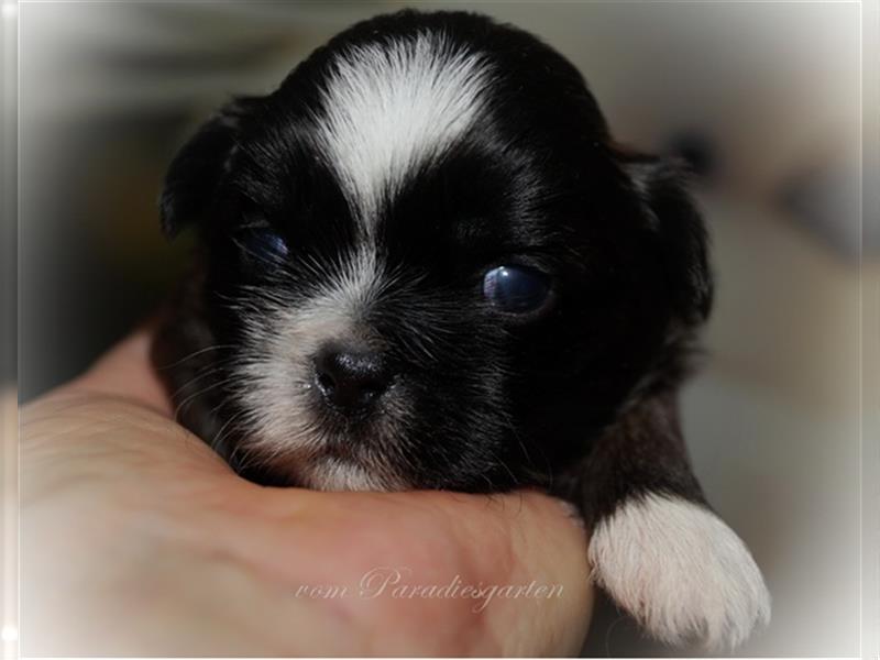 Shih Tzu Welpen ab 21.Dezember zur Abgabe