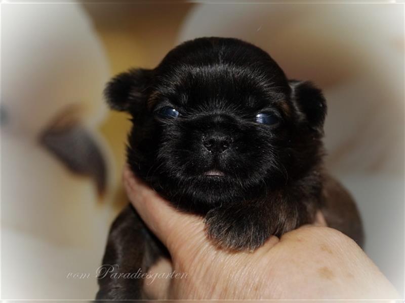 Shih Tzu Welpen ab 21.Dezember zur Abgabe