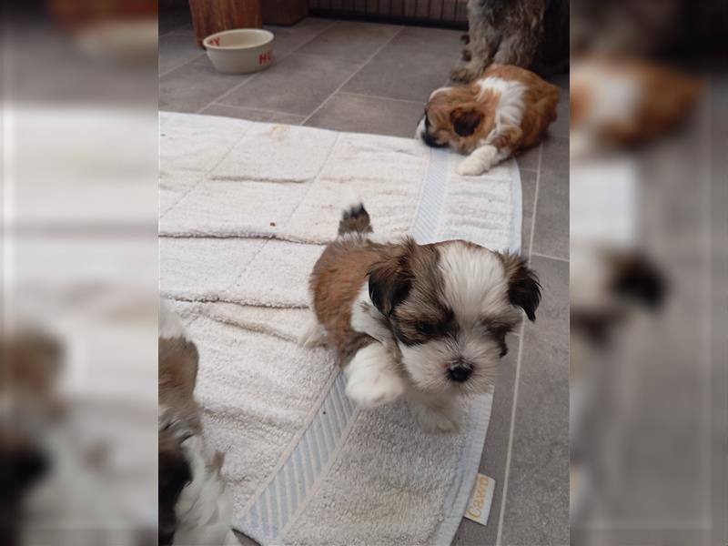 Shih-tzu x Malteser