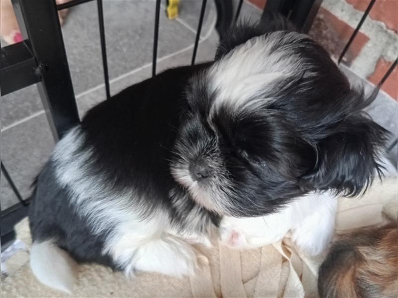 Shih-tzu x Malteser