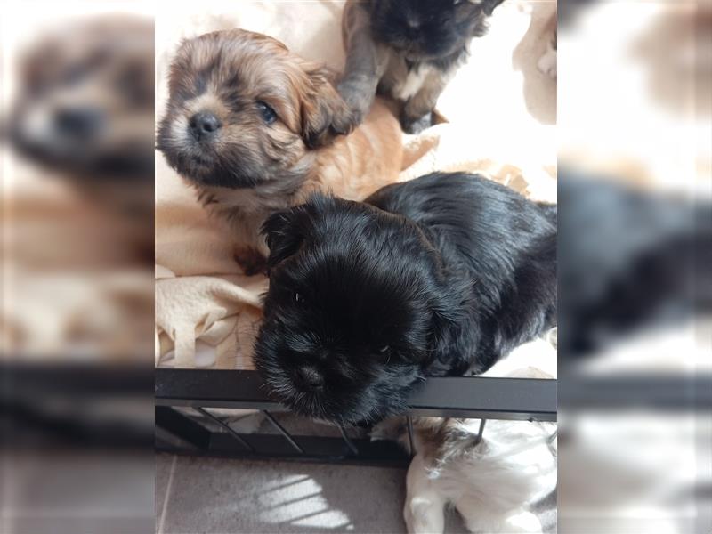 Shih-tzu x Malteser Hündin