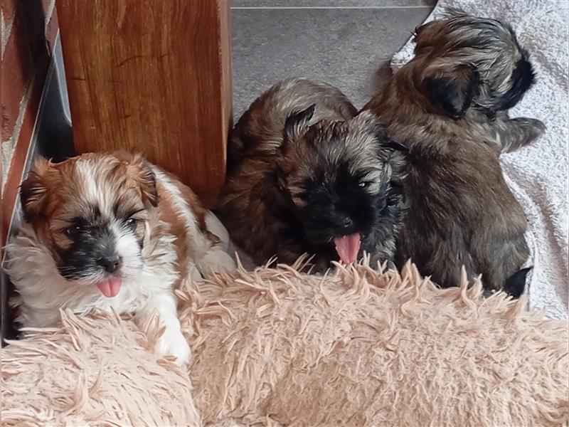 Shih-tzu x Malteser Hündin