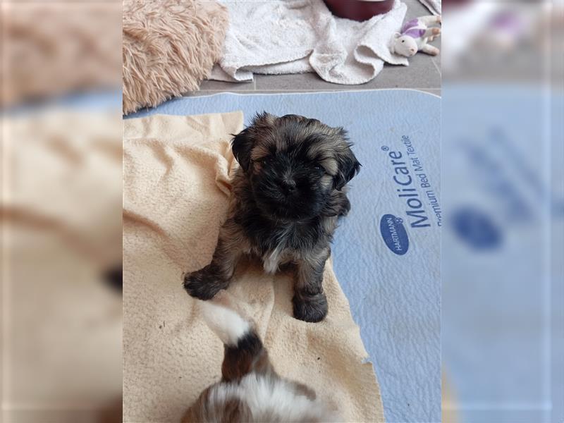 Shih-tzu x Malteser Hündin