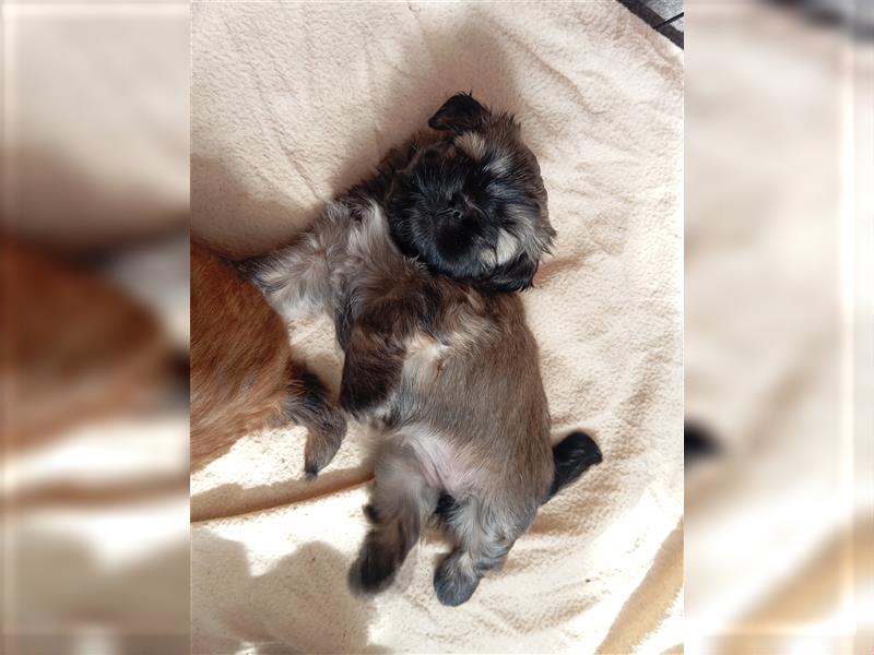 Shih-tzu x Malteser Hündin