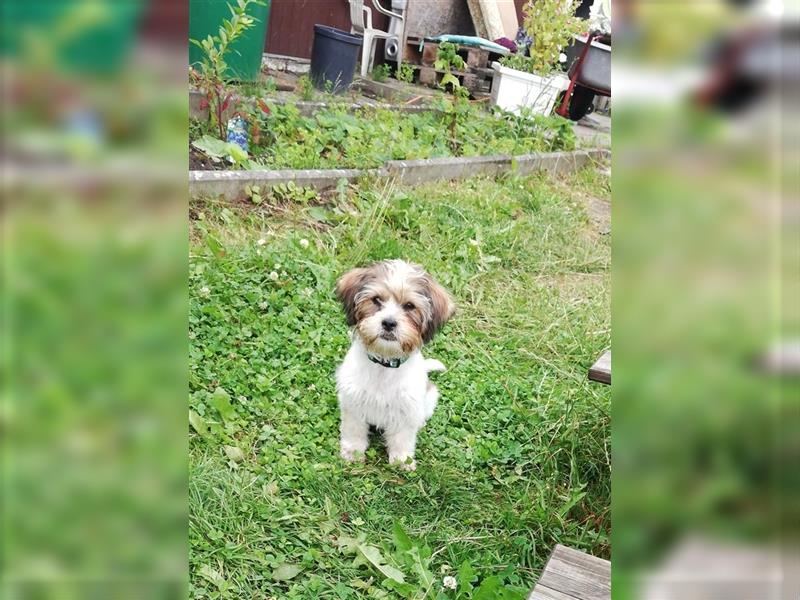 Shih-Tzu Mix