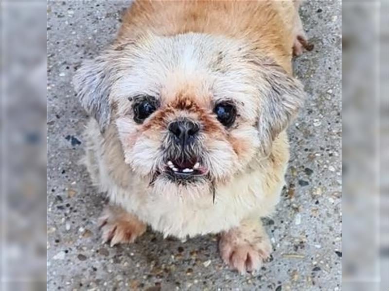 ANNA Shih-Tzu Mädchen mit handycap