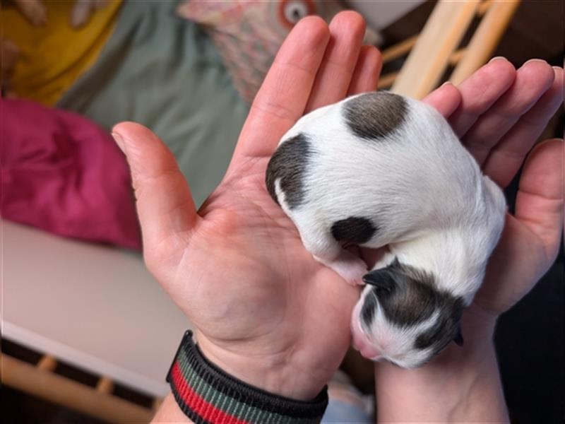 Shih-Tzu Welpe Cookie sucht ab Dezember ein Zuhause