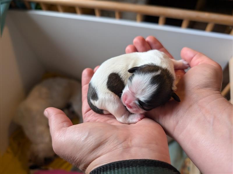 Shih-Tzu Welpe Cookie sucht ab Dezember ein Zuhause