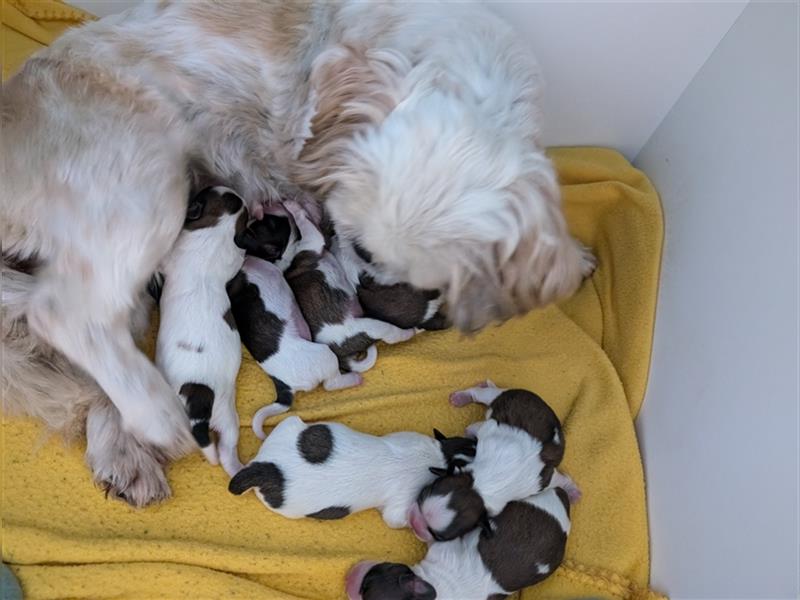 Shih-Tzu Welpe Cookie sucht ab Dezember ein Zuhause