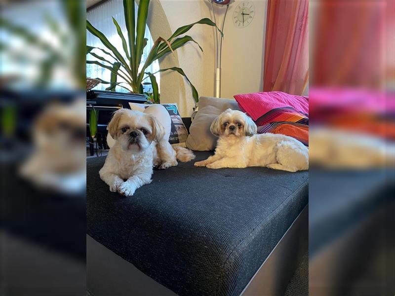 Shih-Tzu Welpe Cookie sucht ab Dezember ein Zuhause