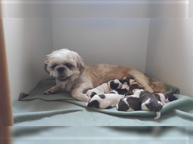 Shih-Tzu Welpe Maui sucht ab Dezember ein Zuhause