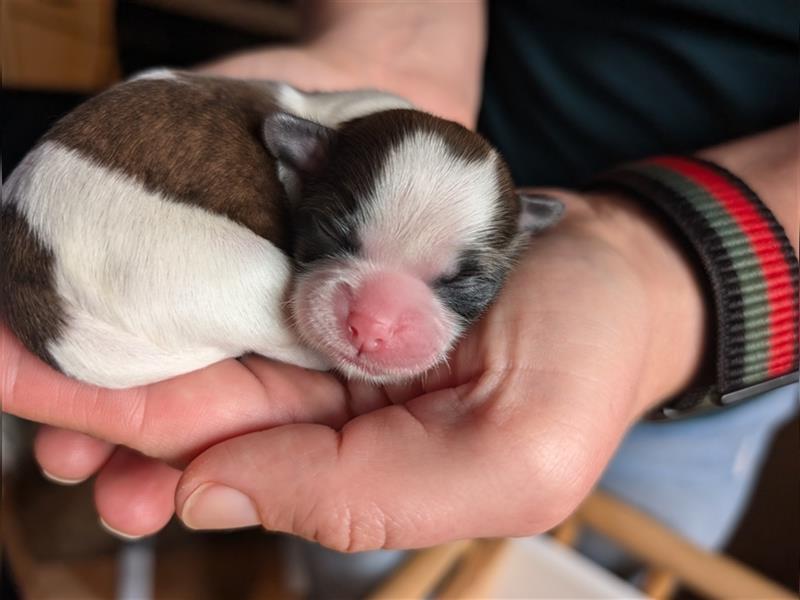 Shih-Tzu Welpe Phoebe sucht ab Dezember ein Zuhause