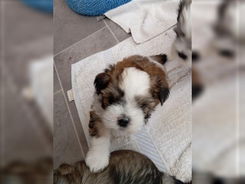 Shih-Tzu x Malteser Rüde