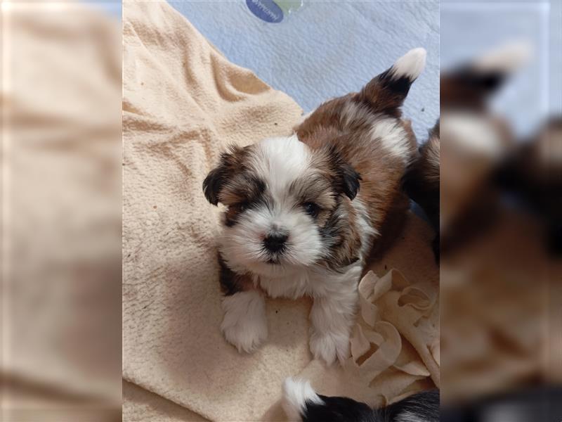 Shih-Tzu x Malteser Rüde