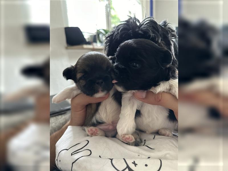 Shih Tzu x Papillon Welpen