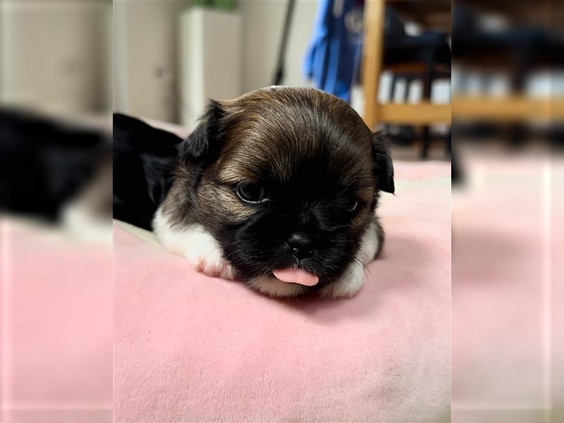 Shih Tzu x Papillon Welpen