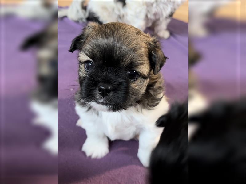 Shih Tzu x Papillon Welpen