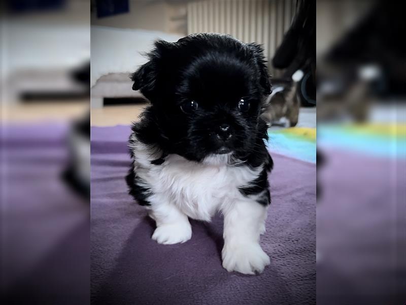 Shih Tzu x Papillon Welpen