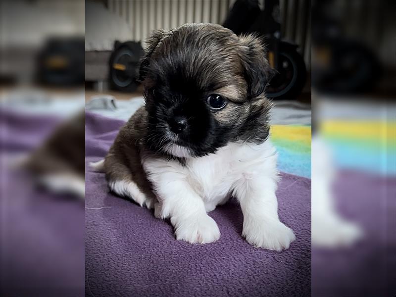 Shih Tzu x Papillon Welpen