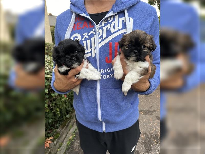 Shih Tzu x Papillon Welpen