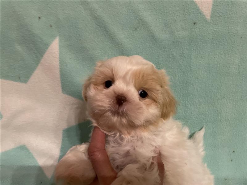 Weiße Shih Tzu Welpen mit Papieren ab heute!