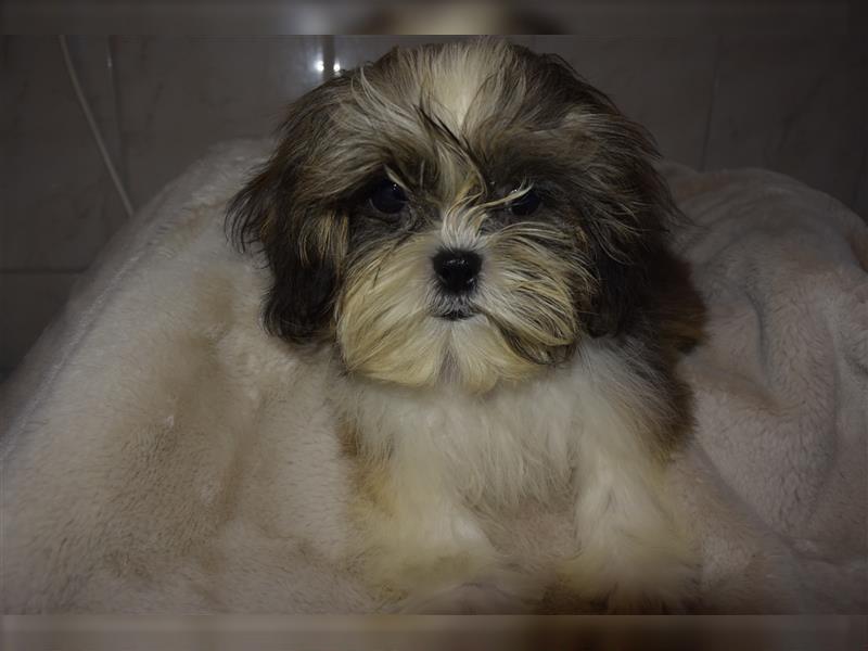 Hübscher Shih-Tzu Welpe