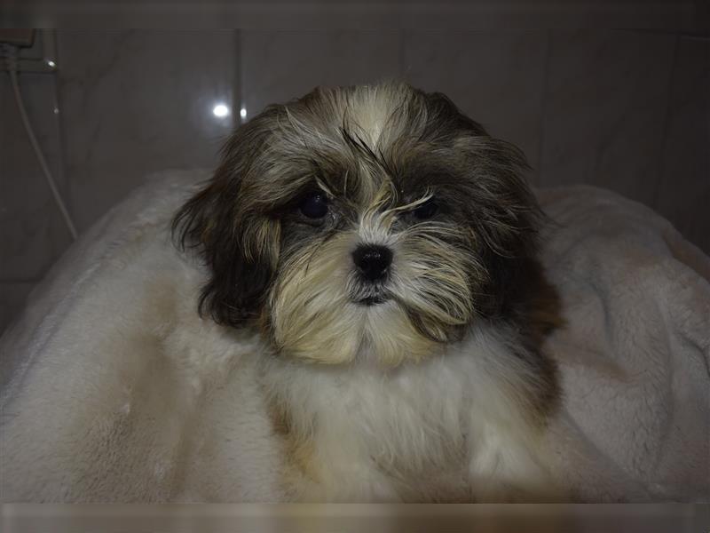 Hübscher Shih-Tzu Welpe