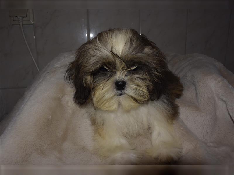 Hübscher Shih-Tzu Welpe