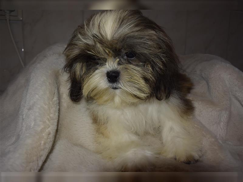 Hübscher Shih-Tzu Welpe