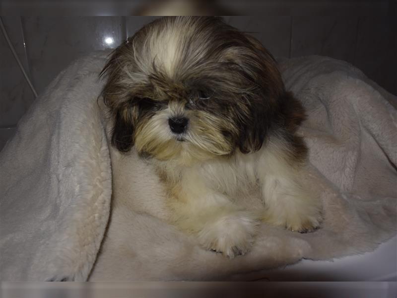 Hübscher Shih-Tzu Welpe