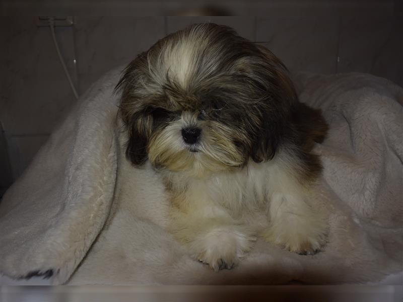 Hübscher Shih-Tzu Welpe