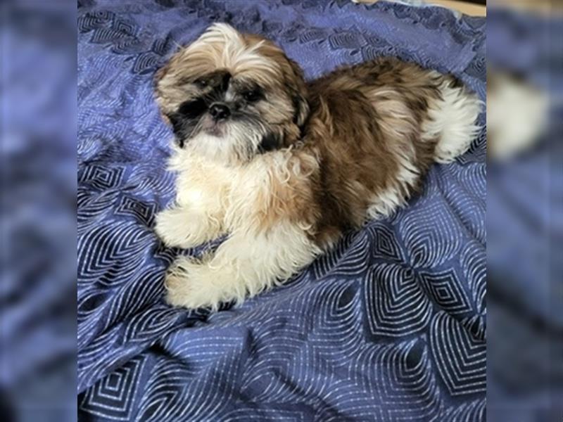 Shih Tzu Welpe