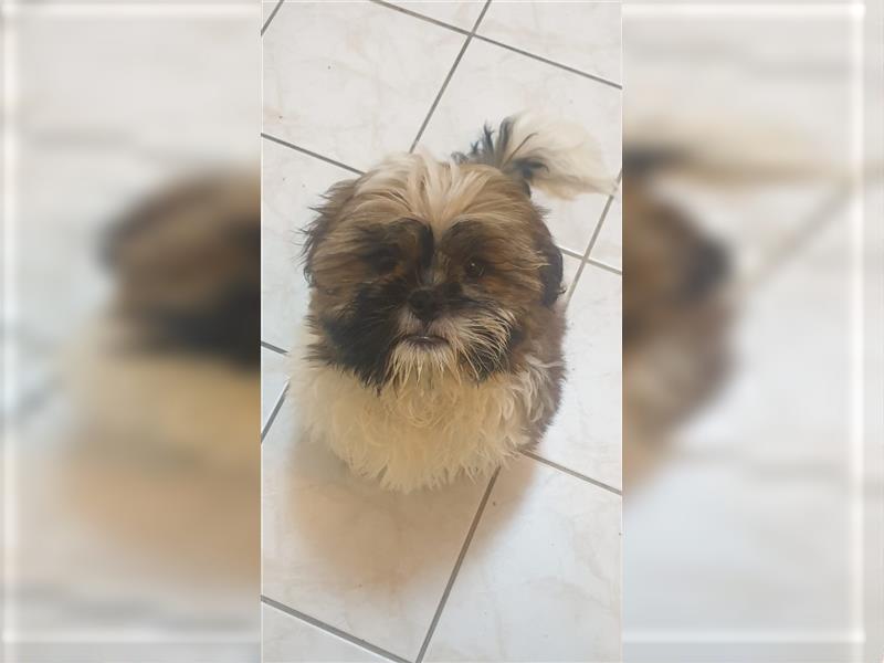 Shih Tzu Welpe