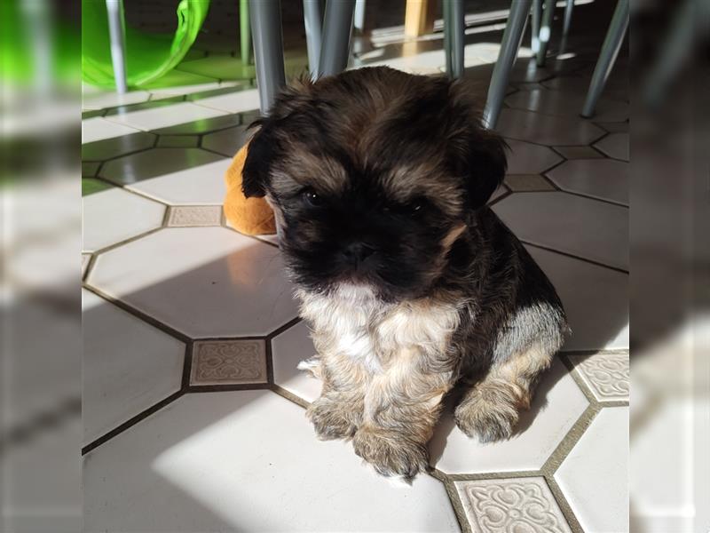 Shih tzu  Welpen