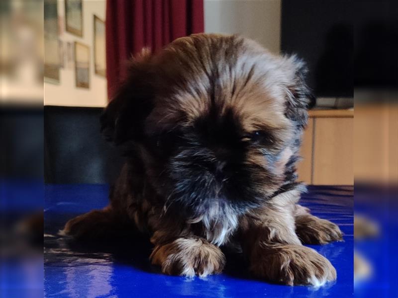 Shih tzu  Welpen