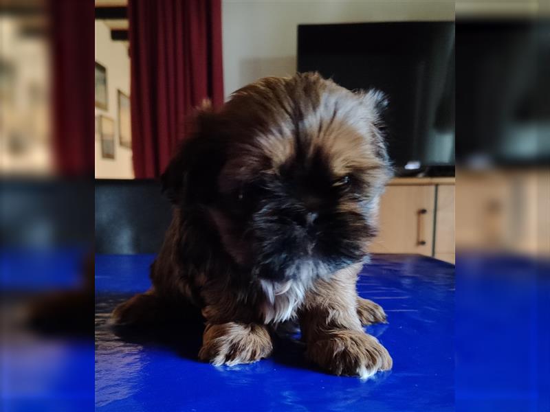 Shih tzu  Welpen